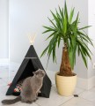 Tipi dla kota glamour piksele czarne